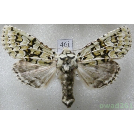 Dichonia aprilina (Linnaeus, 1758) Czech46i